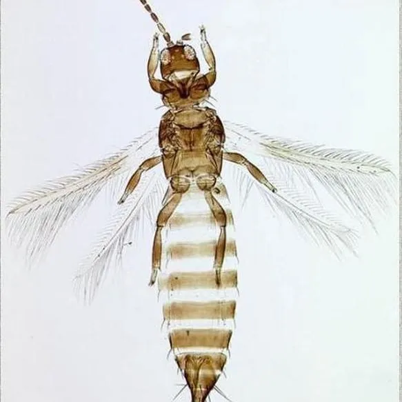 thumbnail for publication: Gladiolus Thrips, Thrips simplex (Morison) (Insecta: Thysanoptera: Thripidae)